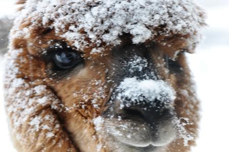 Alpaca In Snow