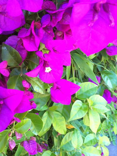 Bougainvillea shot with an iPhone 4