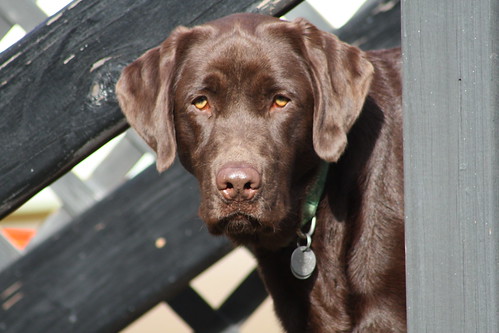 Jackson - chocolate Labrador Retriever
