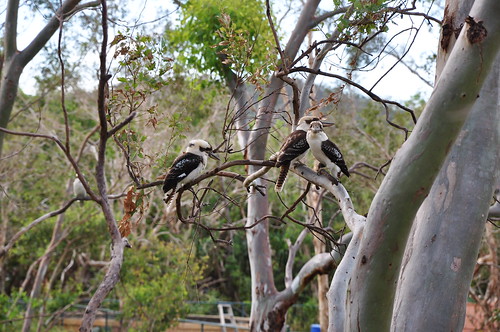 Kookaburras Sit in the Old Gum Tree