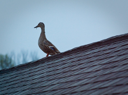 Duck on a Hot Asphalt Shingle Roof