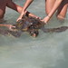 Salvataggio di tartaruga marina