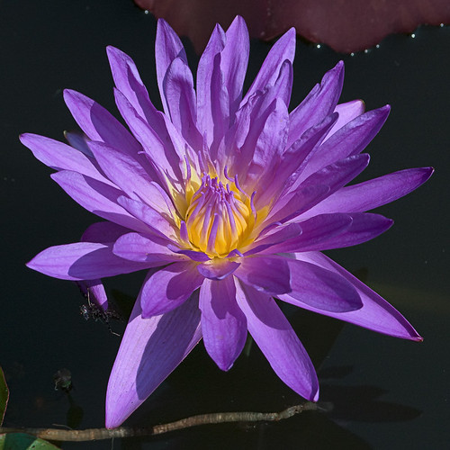 Purple water lilly, at the Missouri Botanical Garden (Shaw's Garden), in Saint Louis, Missouri, USA