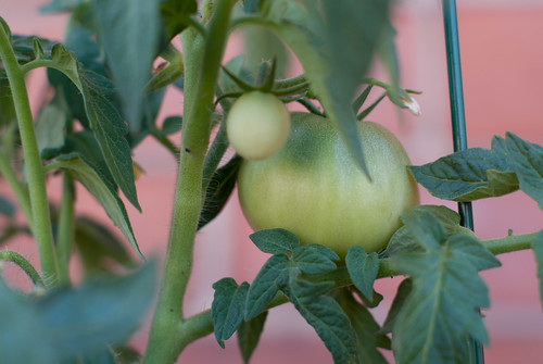 Tomato plant-1