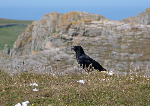 22061 - Raven at Thurba Head, Gower