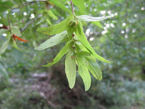 Hornbeam leaves