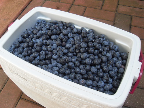 Freshly Picked Jersey Blueberries