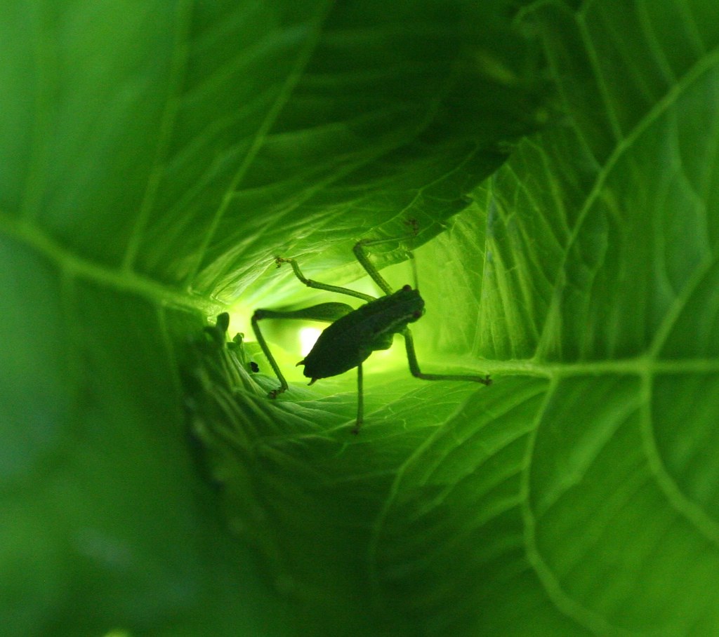 Græshoppe i hortensia