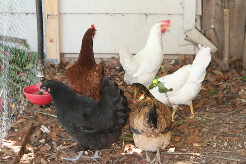 Our New Hens