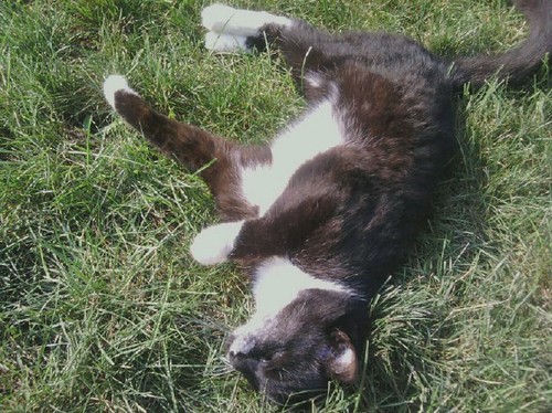 middy in the grass