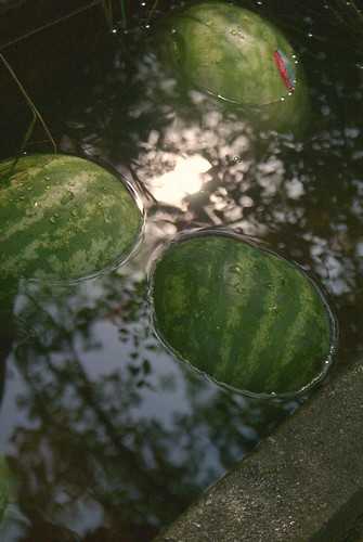 water-melons