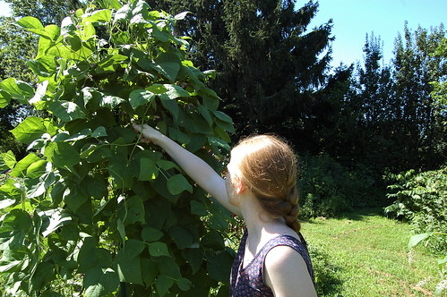 picking green beans