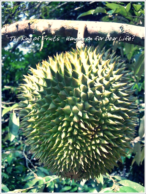 Durian on a tree