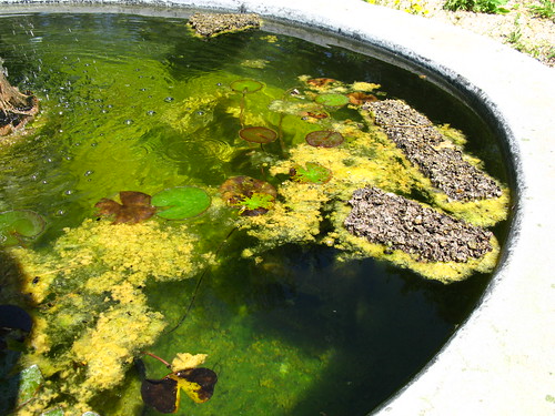 Float some cork board in your pond so the bees can land on it for a drink.