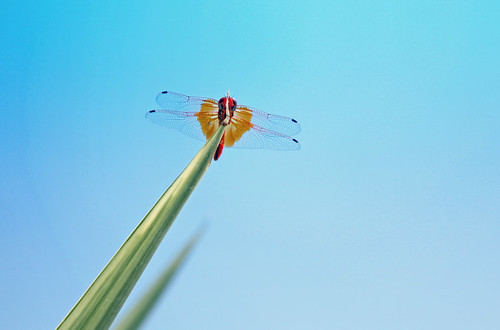 Red dragonfly opposite a sky in Spain