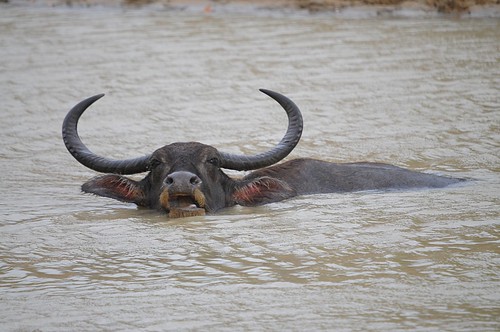 wild water buffalo2