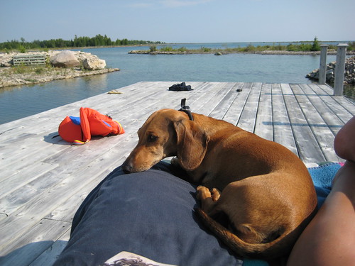 Flynn chillaxes at the cottage, Lake Huron, ON