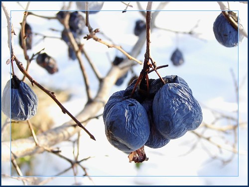 Naturally preserved plums (frozen on the tree :) from Russia ©  Tatters 