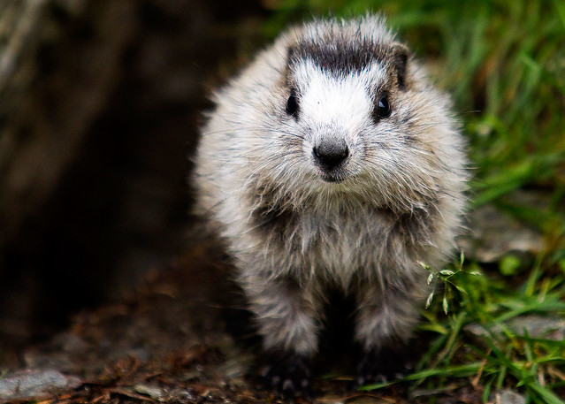 young hoary marmot