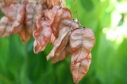 Goldenrain Tree Seed Pods Turning Bronze