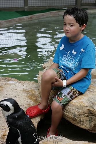 Jack and penguins