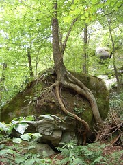 Tree Atop a Rock