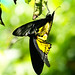[Malaysia] - KL Butterfly Park