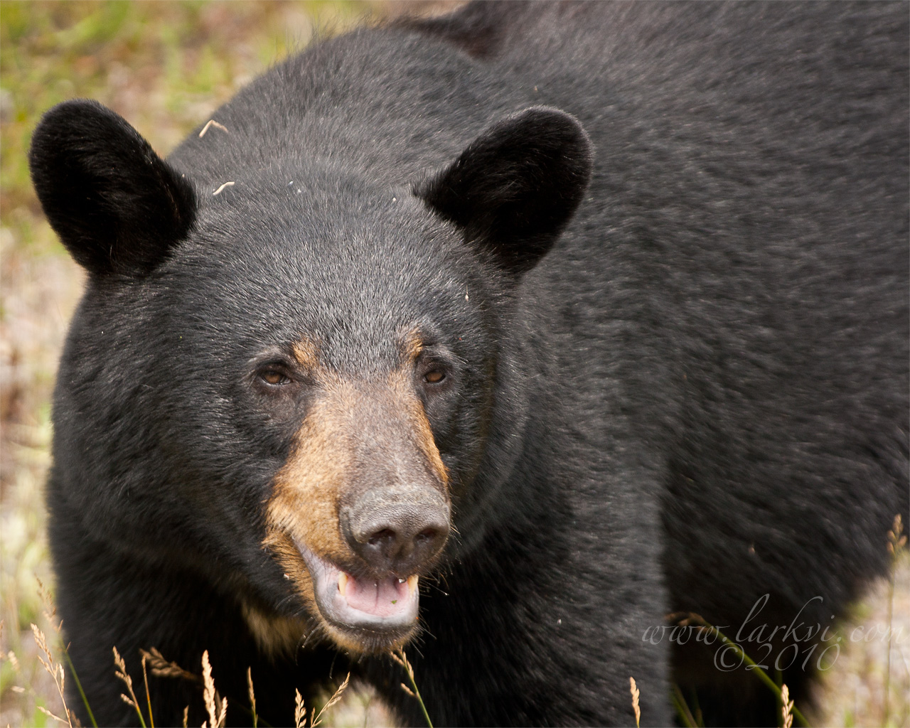 Black Bear Bear, Northern Ontario, August 2010