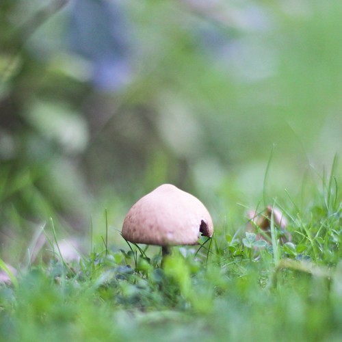 Mushrooms For Kaypea - 2
