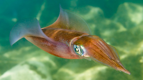 Bigfin Squid (Sepioteuthis lessoniana)