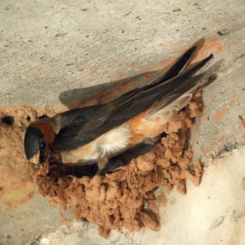 Barn Swallow building a nest