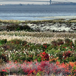 Natural garden at the foot of New York Harbor