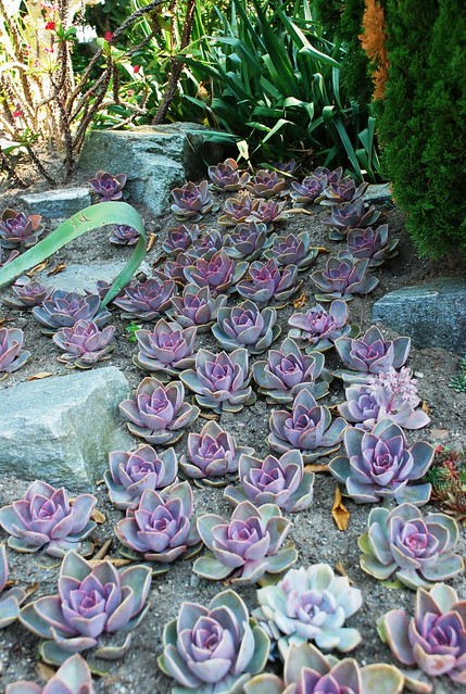 Cactus flower bed