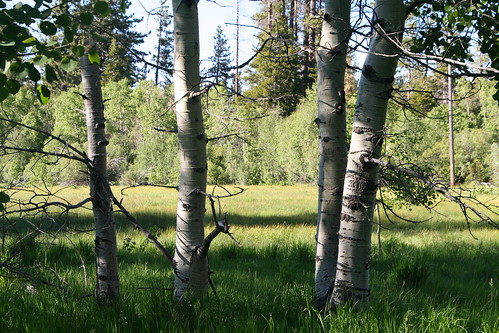 Aspens and Meadow