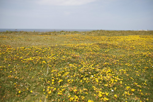 Field of golden flowers! 2