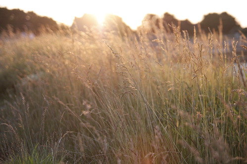 Swaying grass bathed in golden sunlight 2
