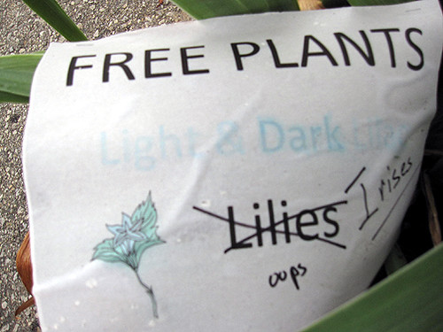 Free Lilies Oops Irises