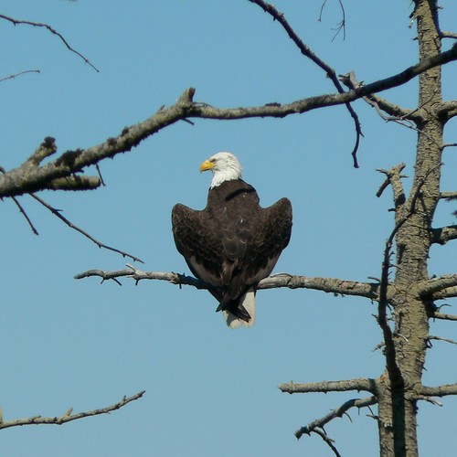 Bald Eagle, Sequim, WA