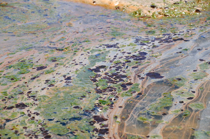 oil in tidal pool_6863 web