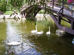 stratford swans 039