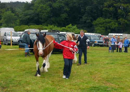 Horse at Castlewellan Show