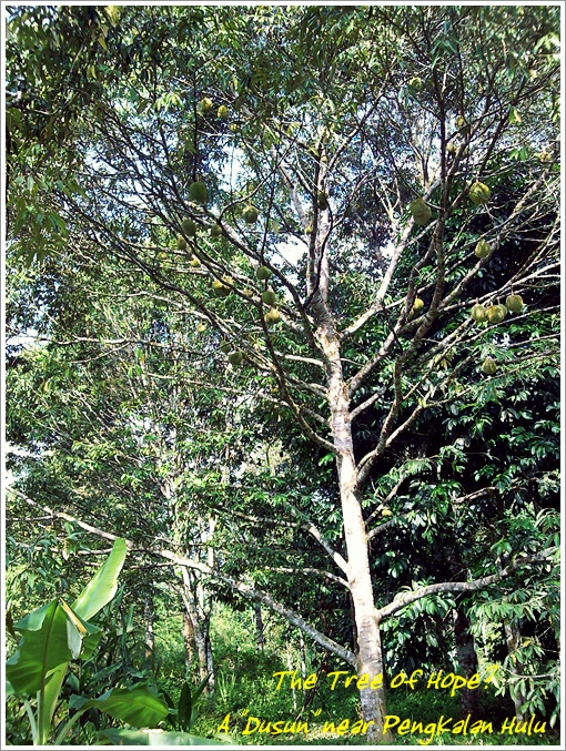 Durian Tree @ Pengkalan Hulu