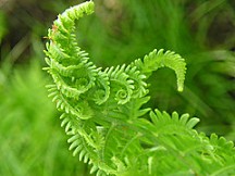 Photograph of a beautiful young fern that is unfolding