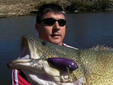 Huge Murray Cod from OZ