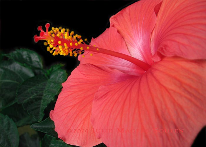 A red hibiscus flower.