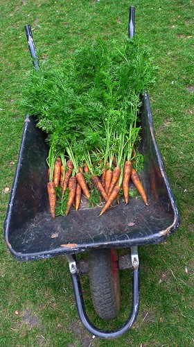 Carrots in Soho square