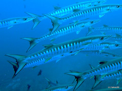Blackfin barracuda, Thailand