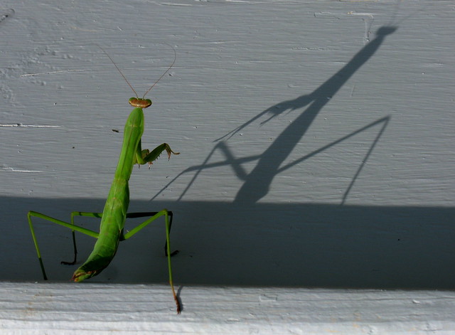 Mantis Shadow