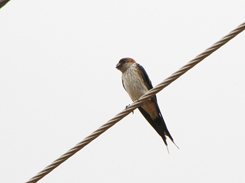 Red-rumpedSwallow
