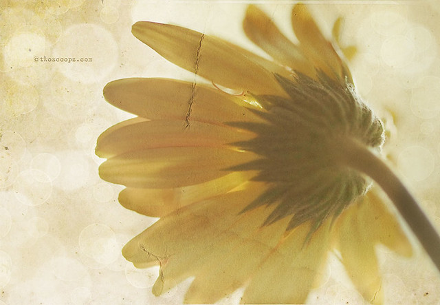 sunshine daisy {220/365}